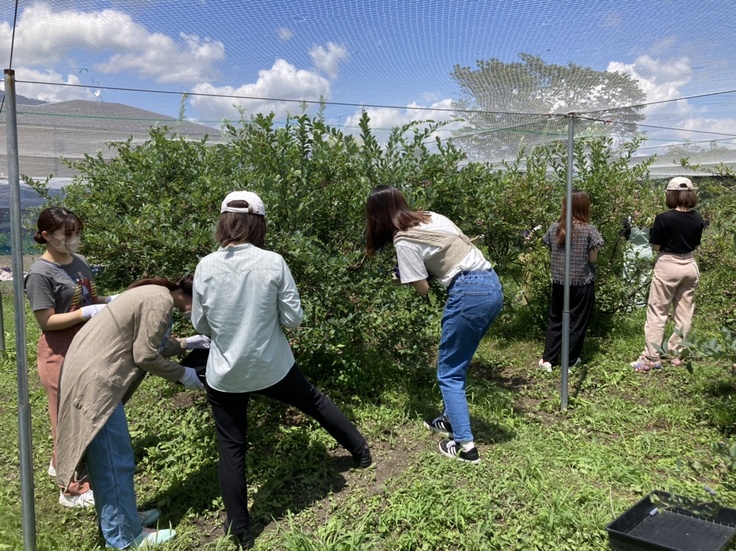 大学生に収穫体験に来ていただいた時の様子