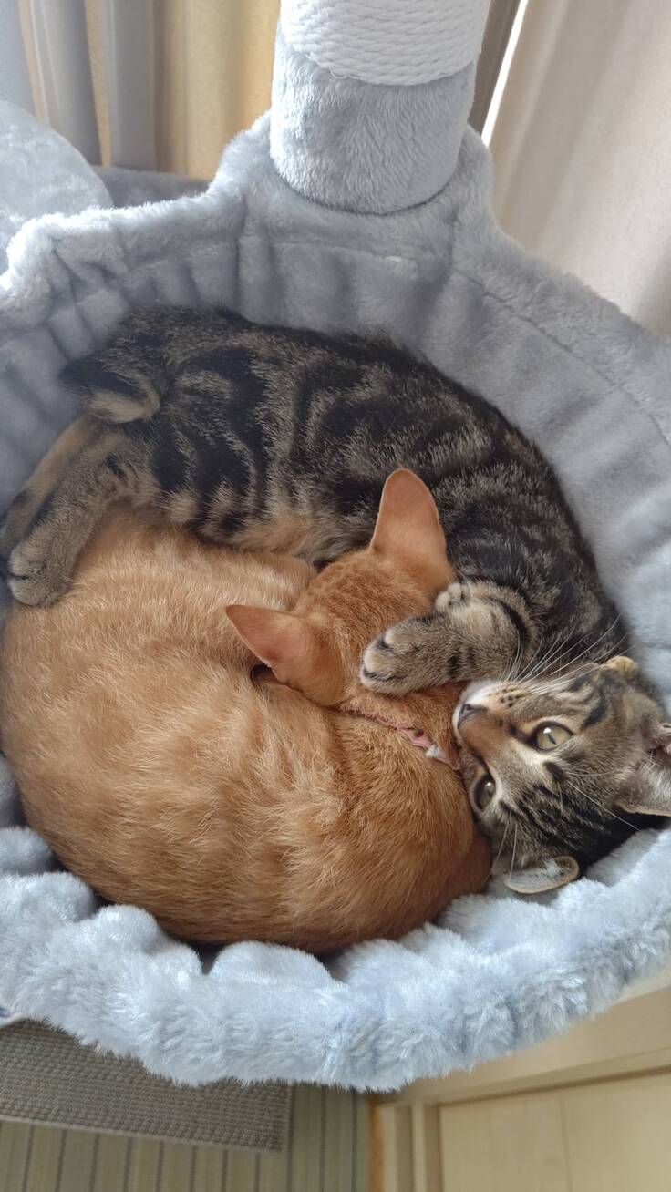 来たときのひじきとみちゃ