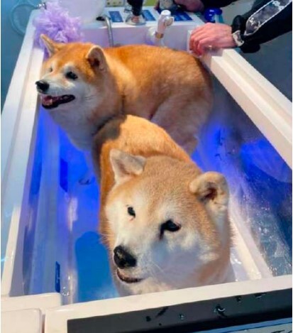 多頭利用イメージ