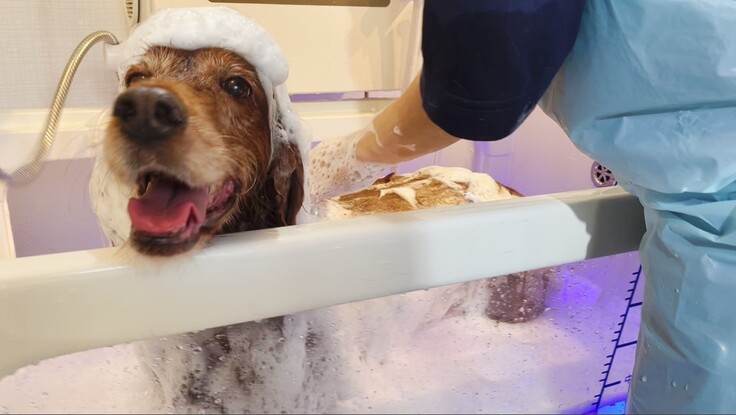 泡シャンプーイメージ