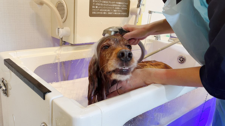 シャワーイメージ