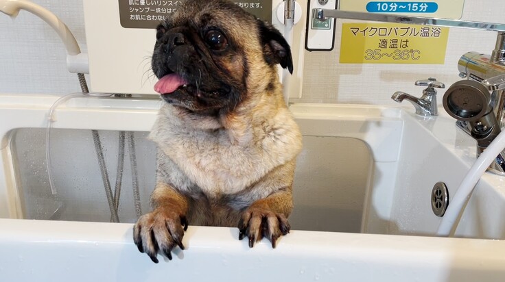 お風呂に入る犬