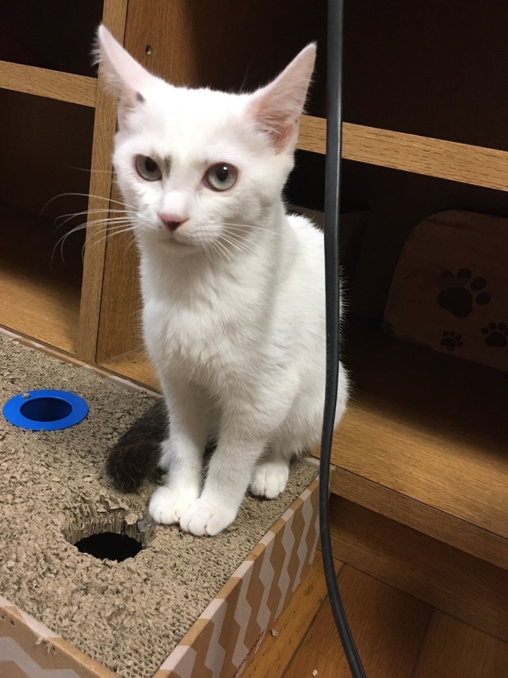 毛並みの悪さ　異変に気付いた時