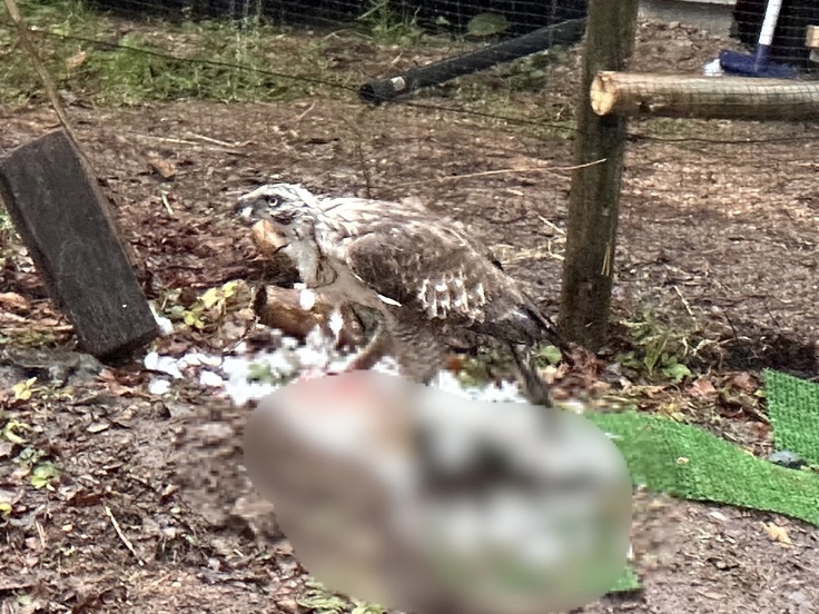 コールダックを襲うクマタカ