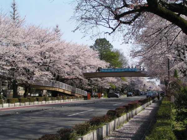 大学通り　画像提供：国立市