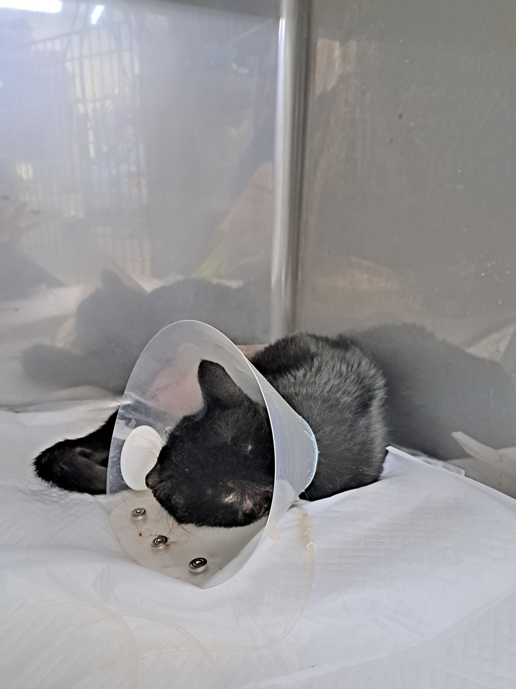 入院中のにやちゃん