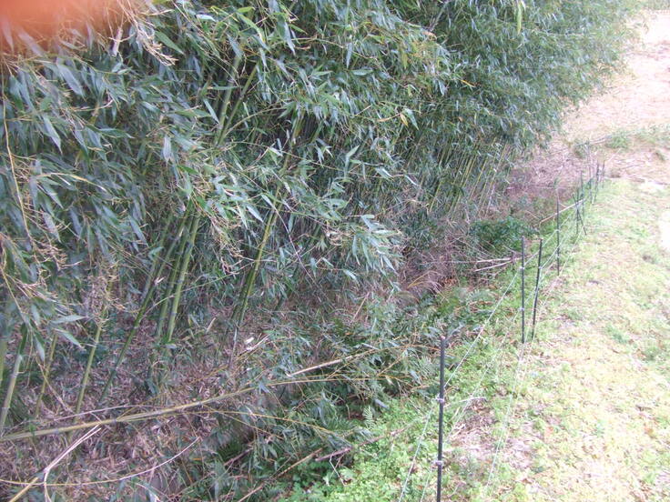 山際の田んぼです。間近に竹林が迫っていて、こちら側は日陰が大きくなってきています。