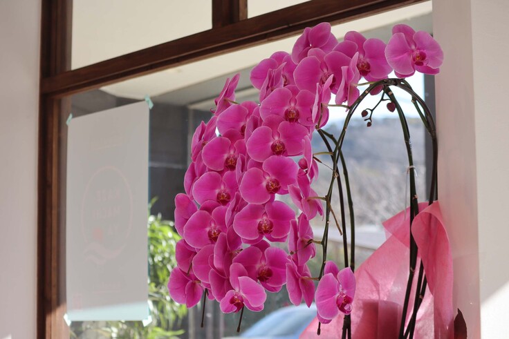 kazemachiya 胡蝶蘭