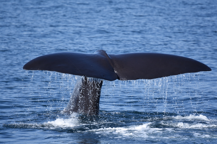 鯨歯 クジラの歯 牙 マッコウクジラ 標本 286g-