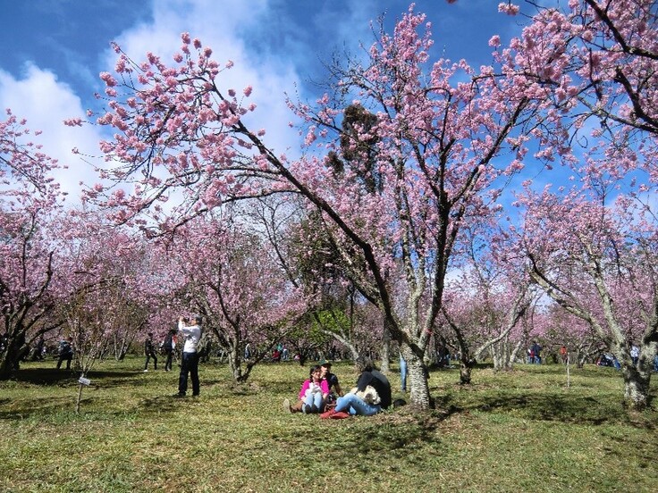 ブラジルの桜
