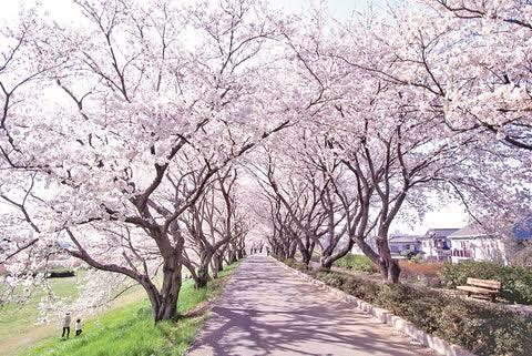 つくば霞ヶ浦リンリンロード桜並木
