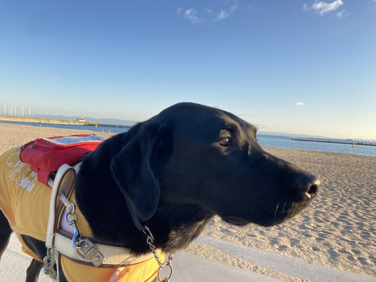 海と盲導犬