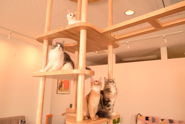 店内中央にある特注のキャットタワー