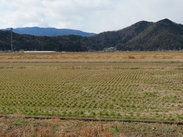 一面の田園風景（冬）