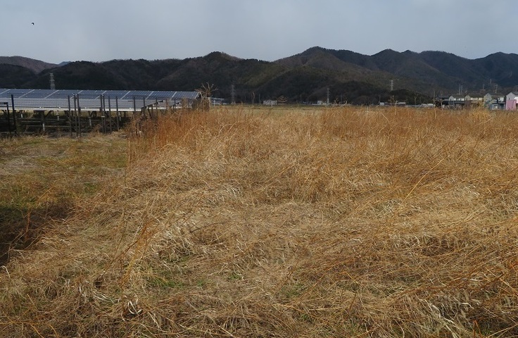 耕作放棄された荒地