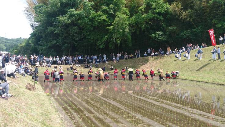 伝統行事の花田植