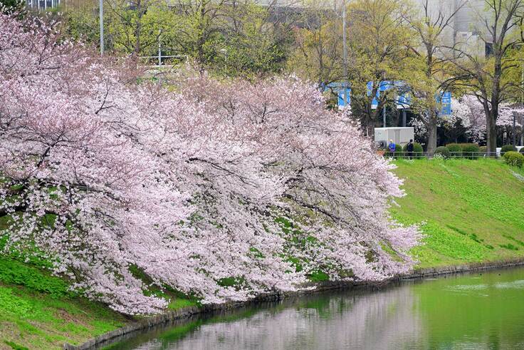 皇居のお堀の桜