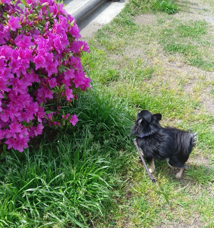 ボー太郎お気に入りの河川敷です♥
