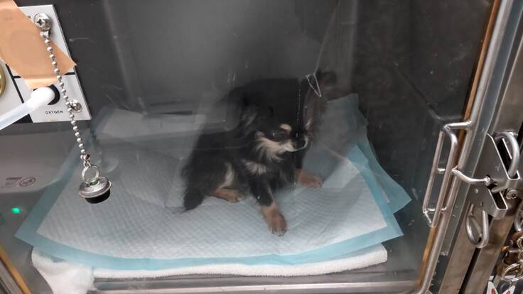 🍀高濃度酸素吸入器治療中🍀