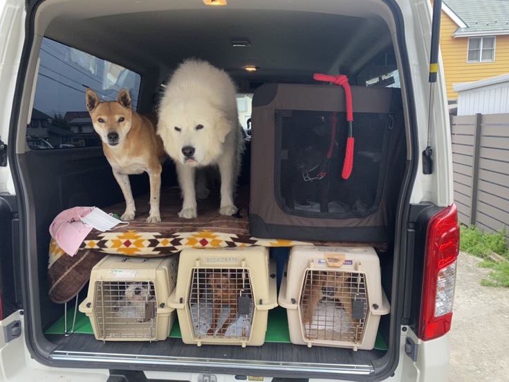 茶色がフンバ、白がこはくです。