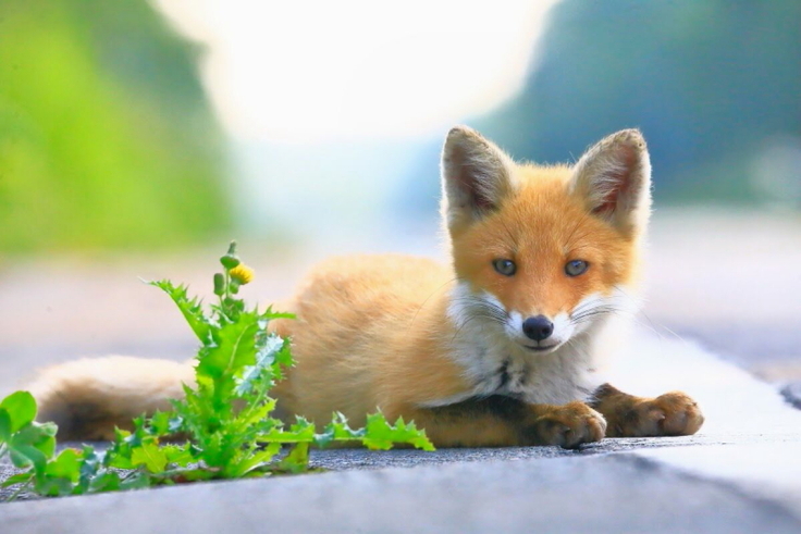 若いキタキツネ道路で一休み
