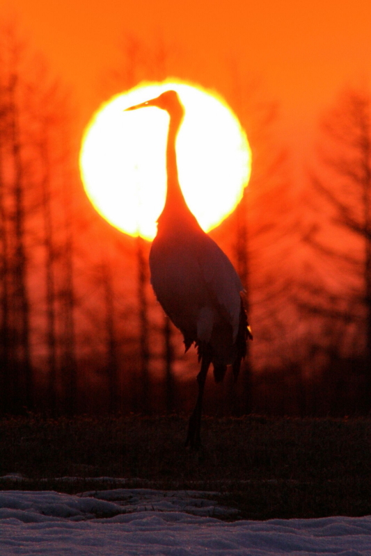 夕日と丹頂北海道の標茶町の中茶安別で撮影しました。