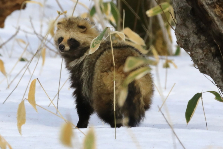 蝦夷狸は熊笹の中で餌を探しているようでした。