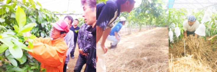 マンゴー農家の生産風景