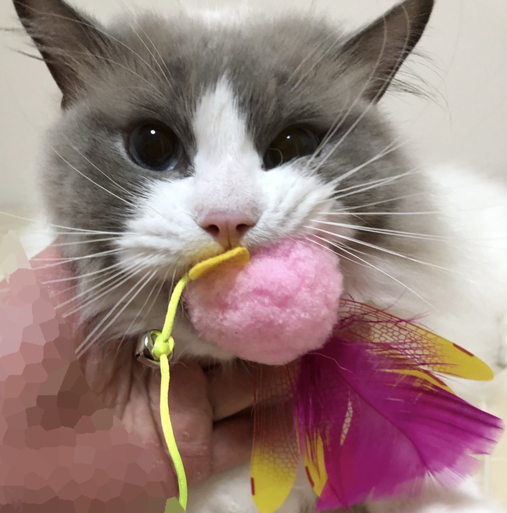 くわえて離さないエース君