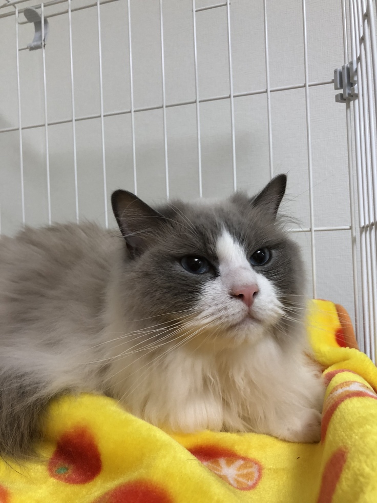 出会って次の日のエース君