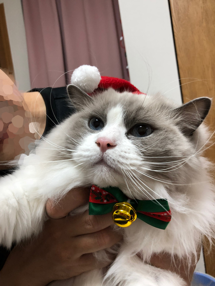 クリスマス仕様のエース君