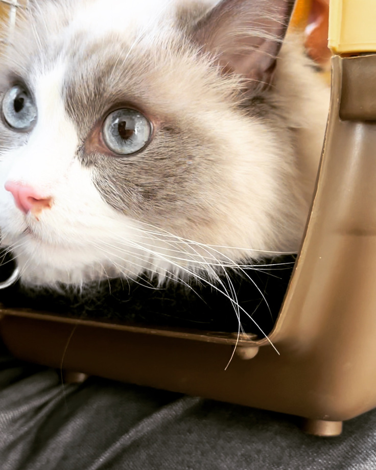 鼻血がでてるエース君