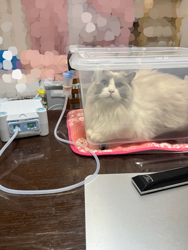 ネブライザー中のえーちゃん