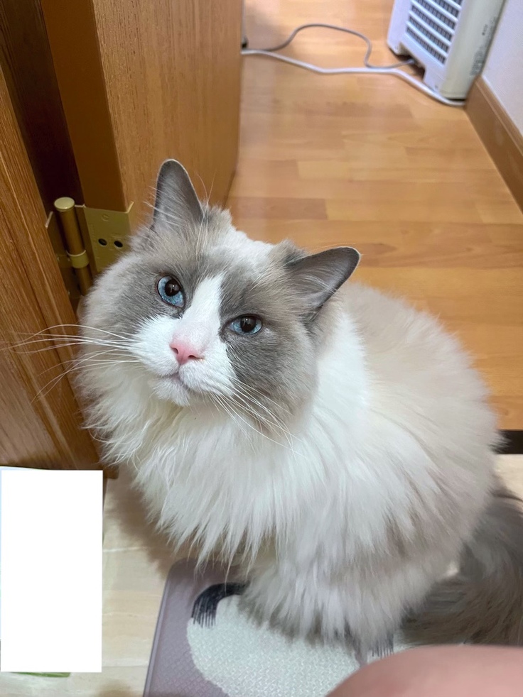 最近のえーちゃん