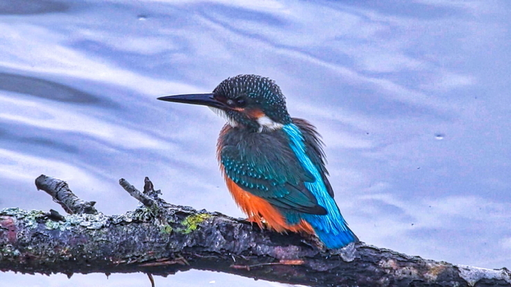 ヤウシュベツ川のカワセミ