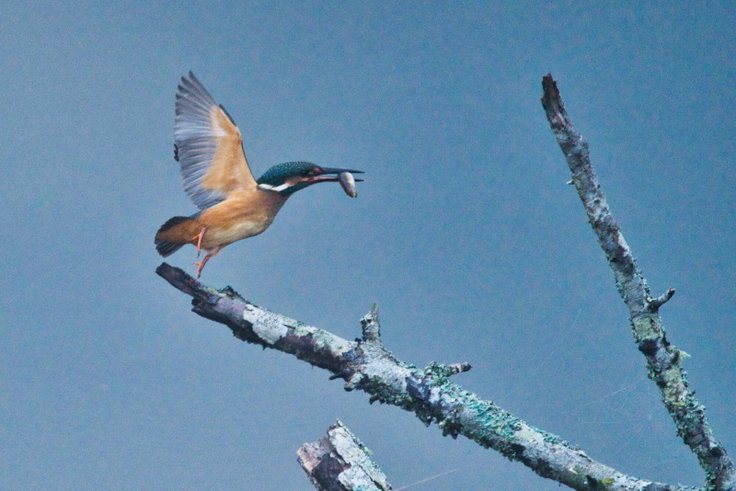 ヤウシュベツ川の流木から小魚を捕獲したカワセミ。で