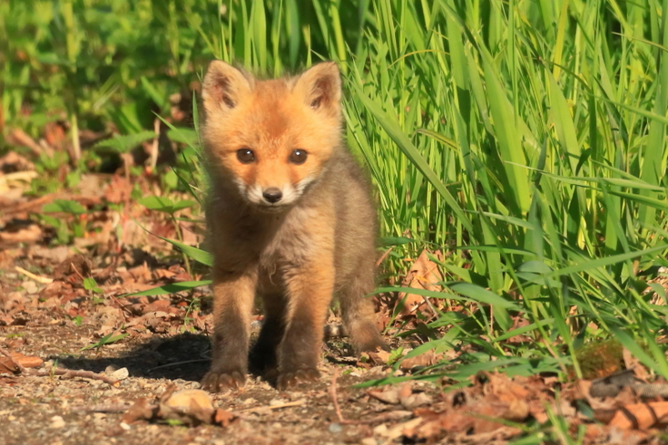 生後2週間ぐらいのコギツネ