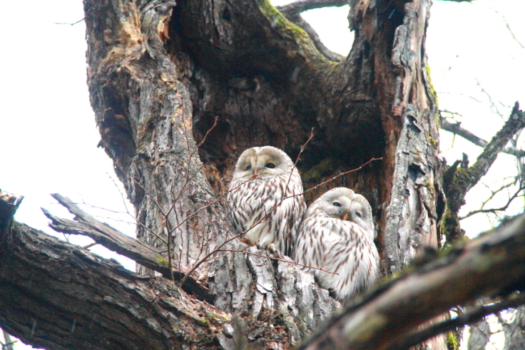 蝦夷フクロウの番、標茶町の計根別にて