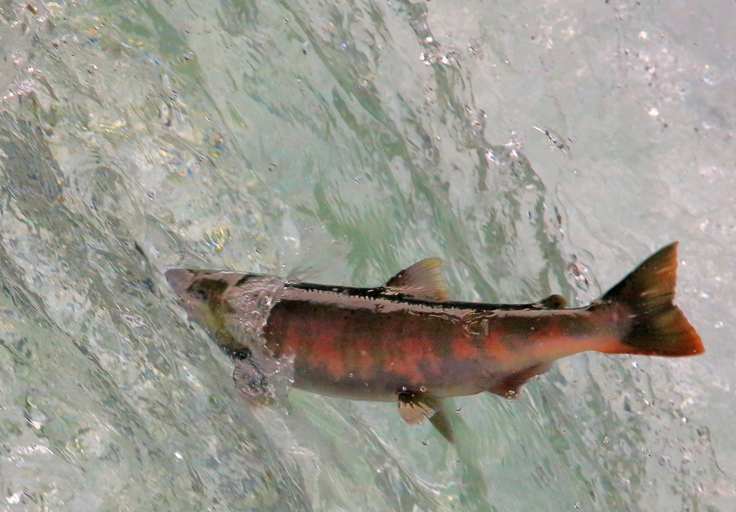 清里町斜里川の桜の滝のサクラマスの遡上