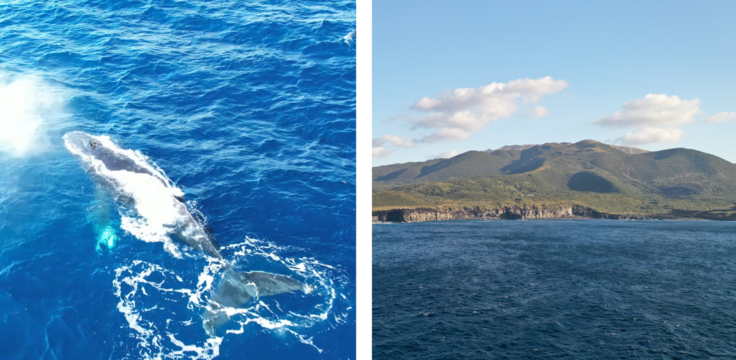 ザトウクジラと風景