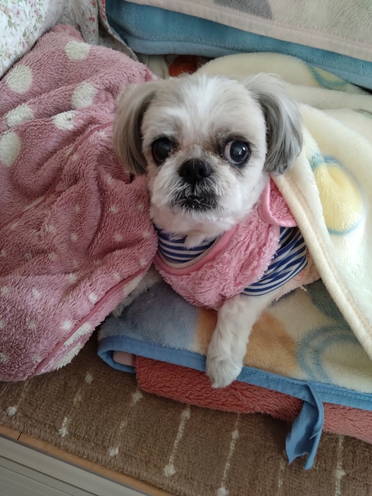 今日(2023.3.14)のなな-1