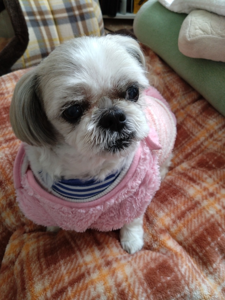 今日(2023.3.14)のなな-2