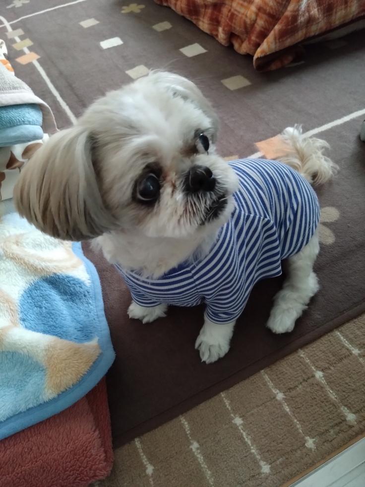 今日(2023.3.15)のなな-2