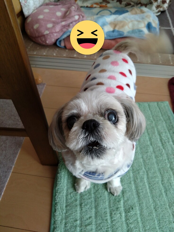 今日(2023.3.16)のなな-1