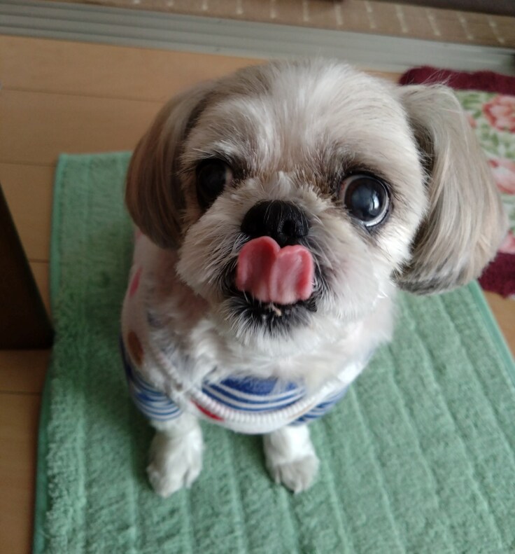 今日(2023.3.16)のなな-2