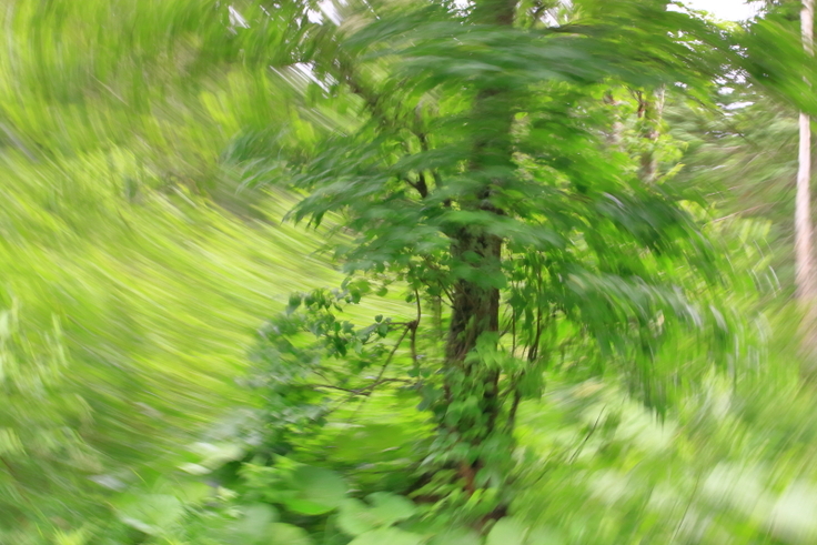 森の風、カメラを回転させて撮影