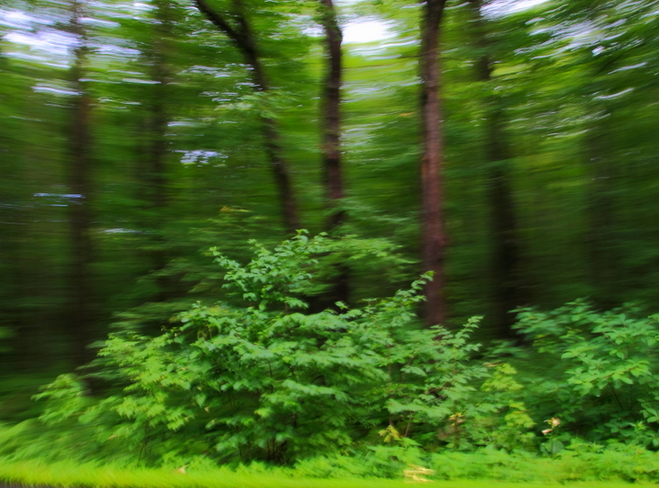 森を走る風、カメラを平行移動させて撮影