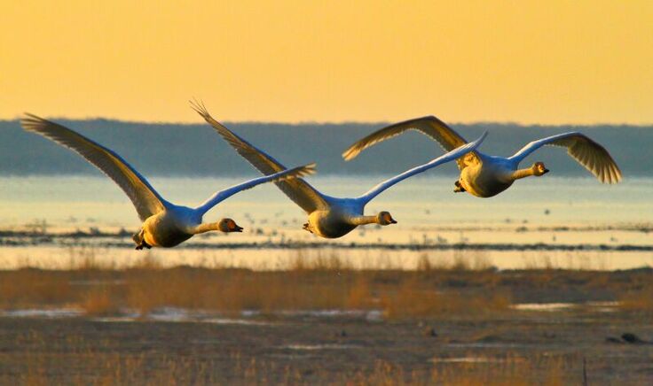 風連湖の大白鳥の飛翔