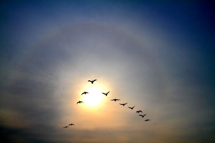 大白鳥の夕日と雁行と彩雲