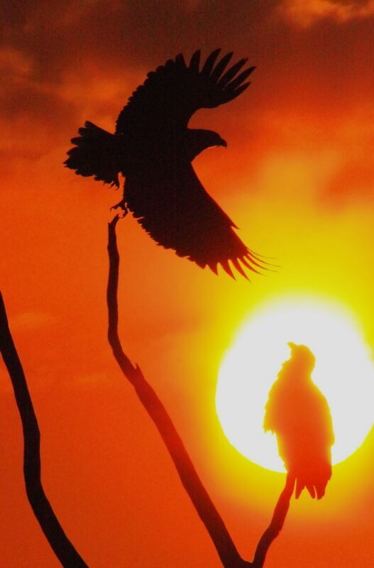 朝のオジロワシの番